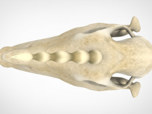 unicorn skull 3D मॉडल