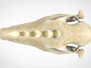 unicorn skull 3D Model