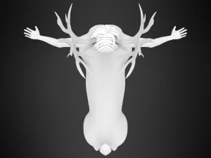 cervitaur 3D Model