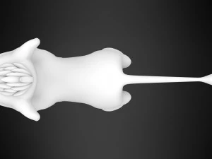 kovu cub 3D Model
