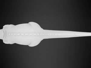 ब्रॉन 3D मॉडल