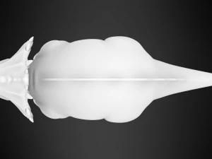 Mr Thicknose 3D Model