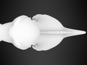 Chomper Modelo 3D