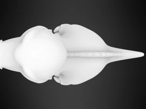 Chomper 3D Model