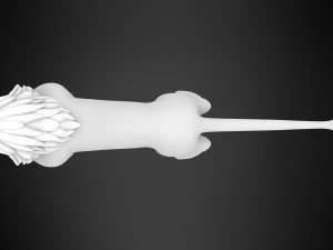 Kovu Adult 3D Model