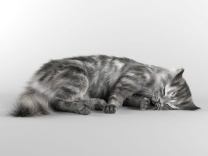 sleeping cat 3D 모델