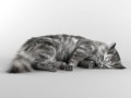 sleeping cat Modèle 3D
