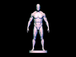 baes mesh anatomy Modèle 3D