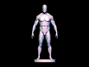 baes mesh anatomy 3D Model