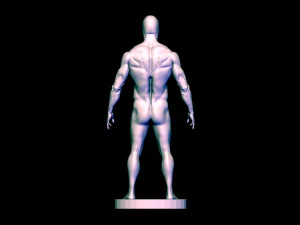 baes mesh anatomy 3D Model