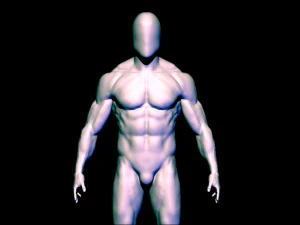 baes mesh anatomy 3D Model
