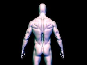 baes mesh anatomy Modèle 3D