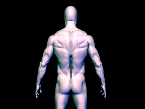 baes mesh anatomy 3D Model