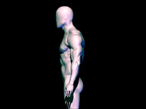 baes mesh anatomy 3D Model