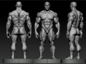 Bodybuilder base mesh 3D Model