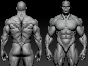 Bodybuilder base mesh 3D Model