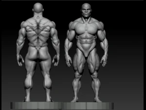 Bodybuilder base mesh 3D Model