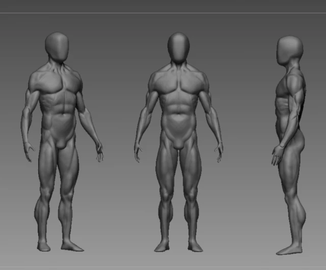 base mesh anatony 3D Model .c4d .max .obj .3ds .fbx .stl .blend