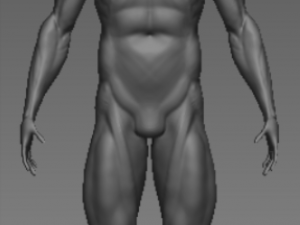 base mesh anatony 3D मॉडल