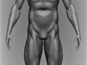 base mesh anatony 3D मॉडल