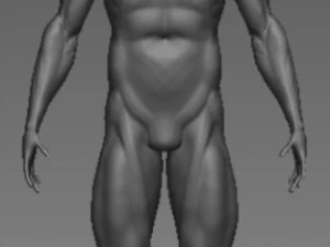 base mesh anatony 3D Model