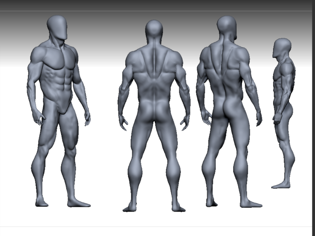 Anatomy download. 3д модель анатомия. 3д модель человека. Анатомия для 3д моделирования. 3д моделька человека для рисования.