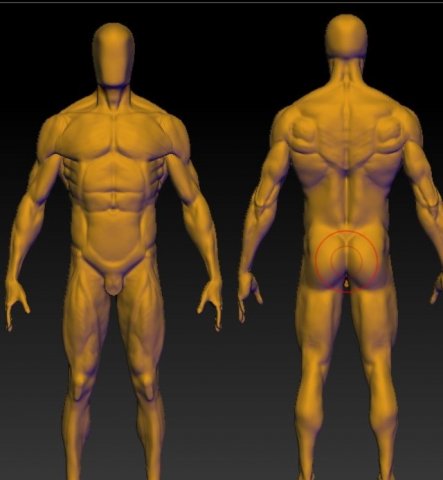 base mesh anatomy 4 3D 모델 .c4d .max .obj .3ds .fbx .stl .blend