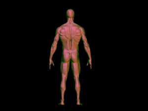 base mesh anatomy 4 3D 모델