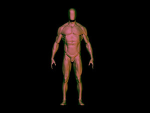 base mesh anatomy 4 3D 모델