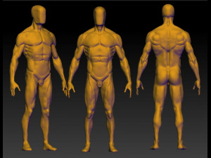 base mesh anatomy 4 3D 모델