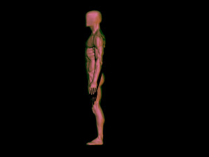 base mesh anatomy 4 3D 모델