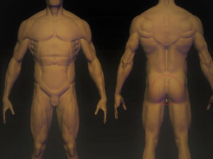 base mesh anatomy 4 3D 모델