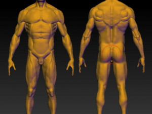 base mesh anatomy 4 3D 모델