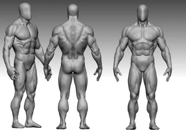 Base mesh muscle 3D Model .c4d .max .obj .3ds .fbx .stl .blend