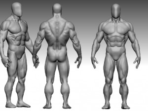 base mesh muscle Model 3D