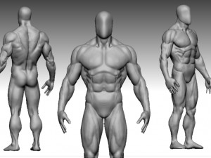 base mesh muscle Model 3D