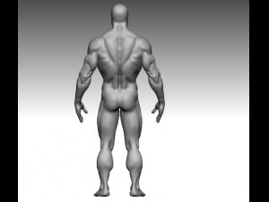 base mesh muscle Model 3D