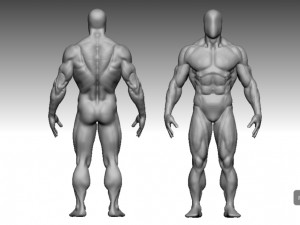base mesh muscle Model 3D