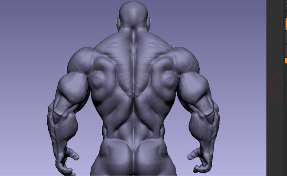 Base mesh muscle 3D Model in Anatomy 3DExport