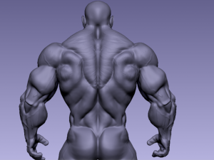 Base mesh muscle 2 3Dモデル
