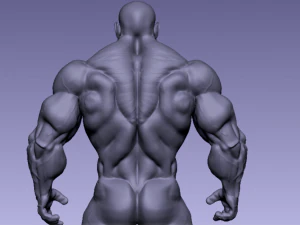 Base mesh muscle 2 3D Model