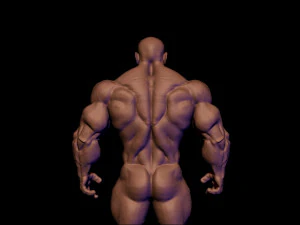 Base mesh muscle 2 3D Model