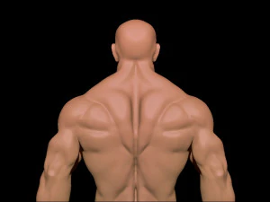 bodybuilder 3D Model