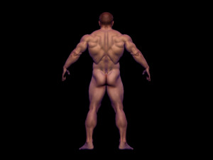 base mesh bodybuilder Modelo 3D