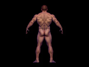 Basis-Mesh-Bodybuilder 3D Modell