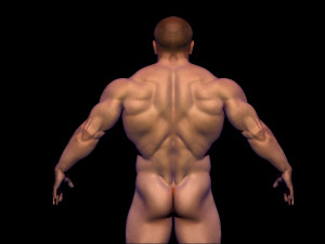 base mesh bodybuilder Modelo 3D