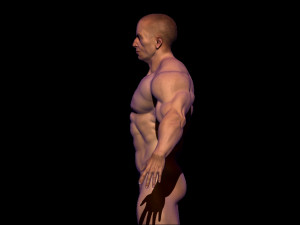base mesh bodybuilder Modelo 3D