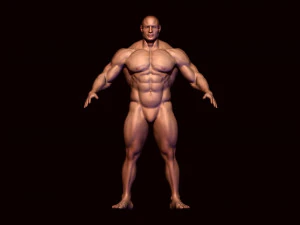 ベースメッシュボディビルダー2 3Dモデル