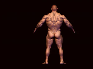 base mesh body builder 2 3D Model