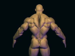 Bodybuilder base mesh 3D मॉडल